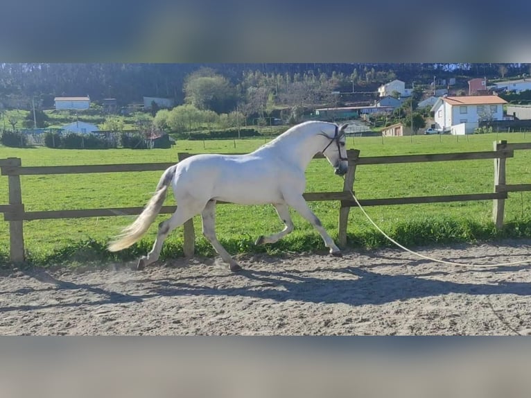 PRE Hengst 5 Jahre 162 cm White in Soria