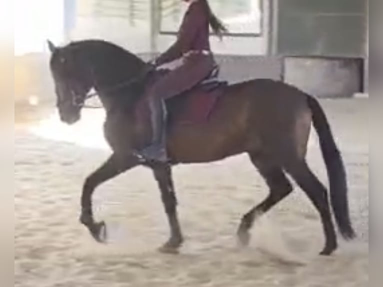 PRE Mix Hengst 5 Jahre 163 cm Brauner in Arcos de la Frontera