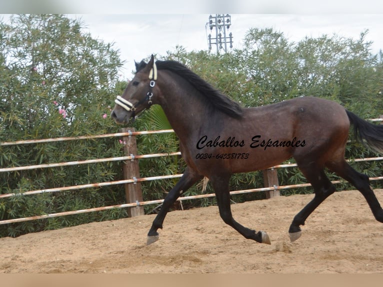 PRE Hengst 5 Jahre 163 cm Braunfalbschimmel in Vejer de la Frontera