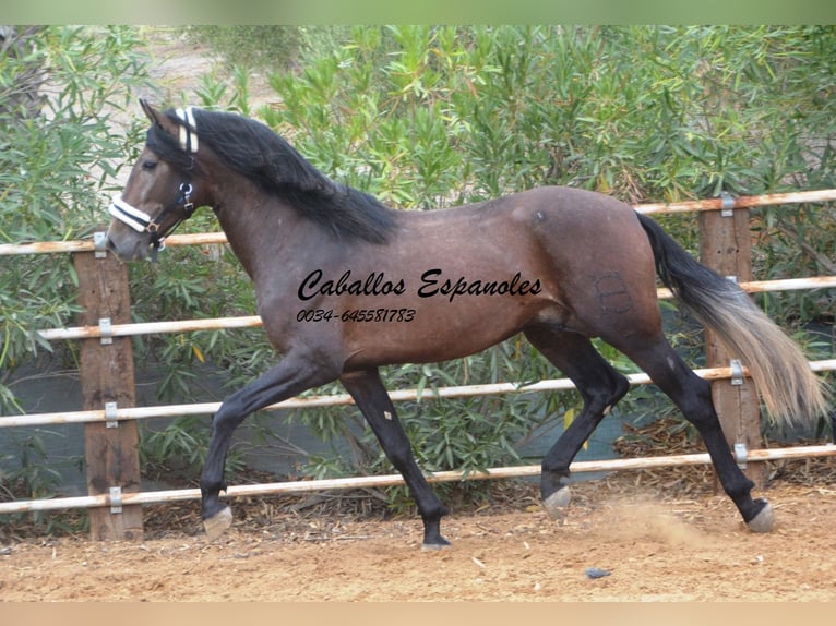 PRE Hengst 5 Jahre 163 cm Braunfalbschimmel in Vejer de la Frontera