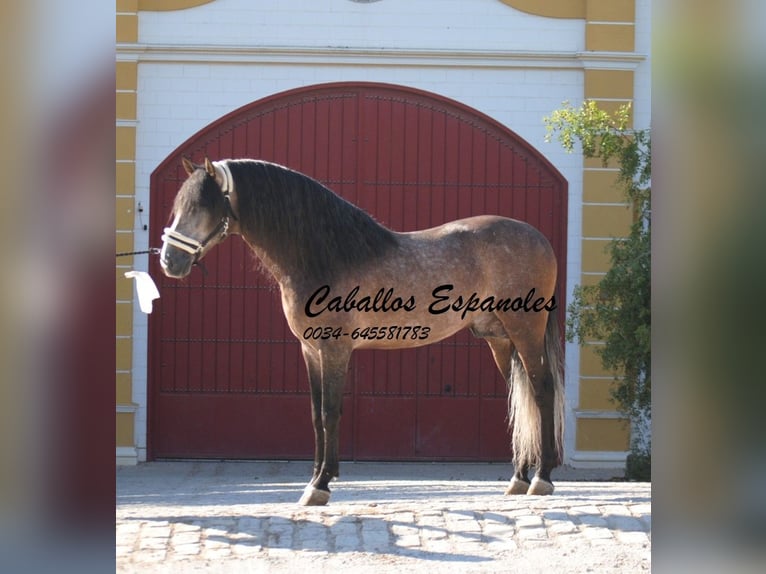 PRE Hengst 5 Jahre 163 cm Braunfalbschimmel in Vejer de la Frontera