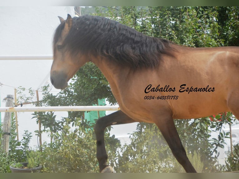 PRE Mix Hengst 5 Jahre 163 cm Buckskin in Vejer de la Frontera