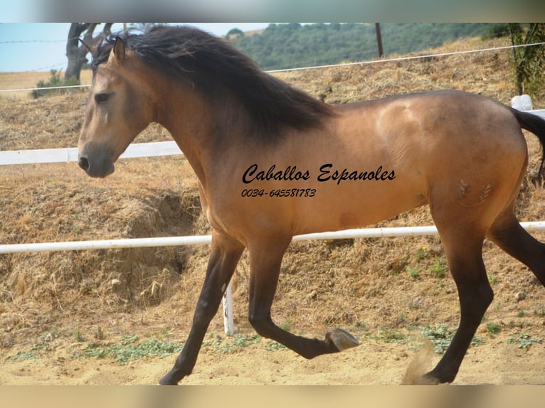 PRE Mix Hengst 5 Jahre 163 cm Buckskin in Vejer de la Frontera