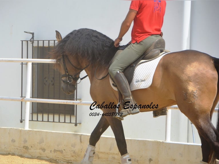 PRE Mix Hengst 5 Jahre 163 cm Buckskin in Vejer de la Frontera