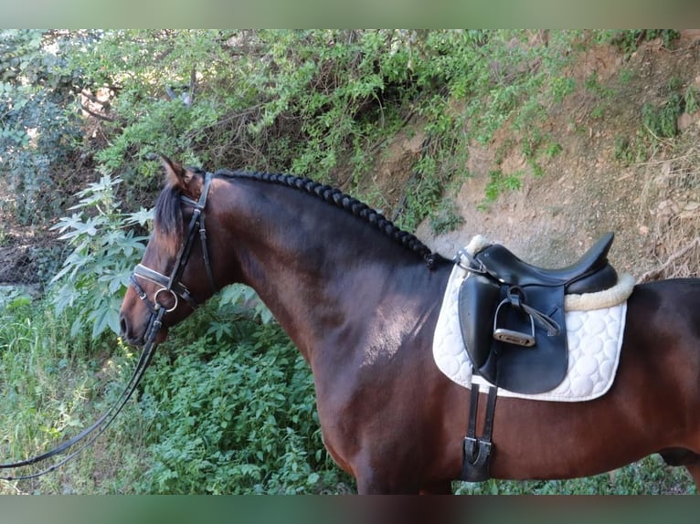 PRE Hengst 5 Jahre 163 cm Dunkelbrauner in Malaga