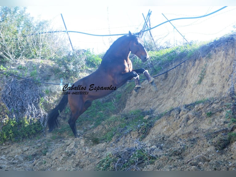 PRE Mix Hengst 5 Jahre 163 cm Dunkelbrauner in Vejer de la Frontera