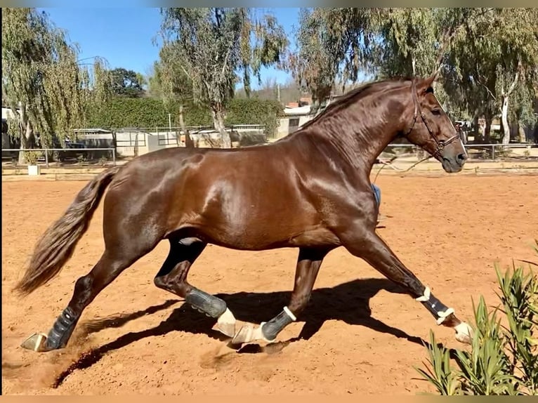 PRE Mix Hengst 5 Jahre 163 cm Dunkelfuchs in MADRID