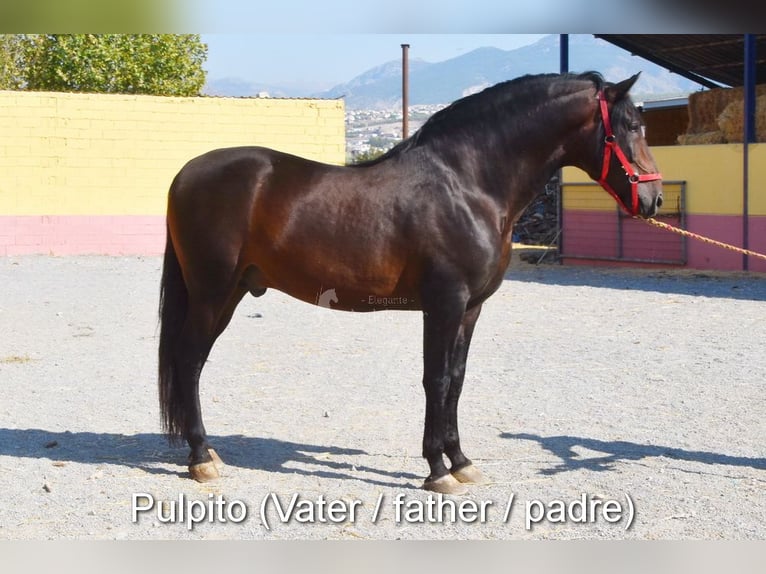 PRE Hengst 5 Jahre 163 cm Pearl in Provinz Cordoba