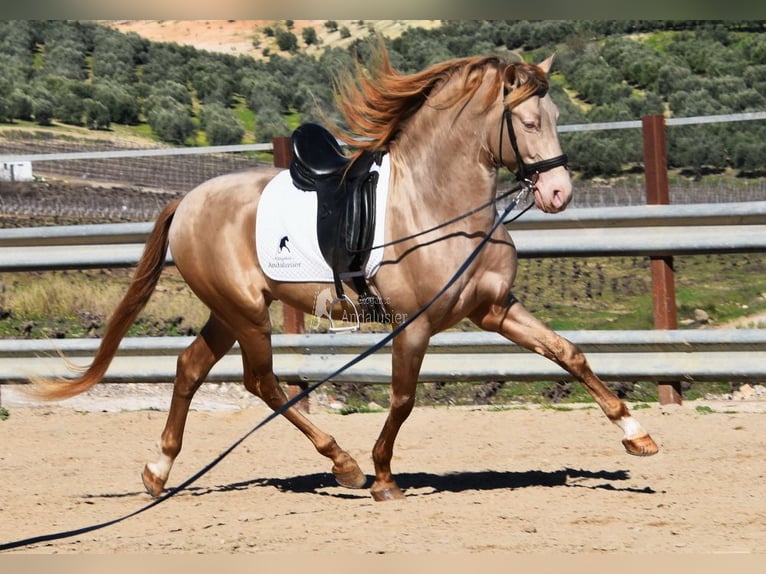 PRE Hengst 5 Jahre 163 cm Pearl in Provinz Cordoba