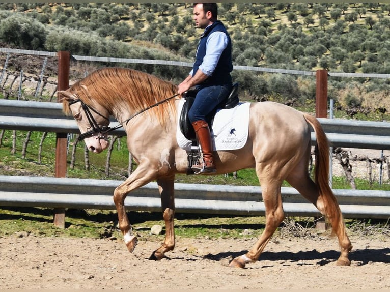 PRE Hengst 5 Jahre 163 cm Pearl in Provinz Cordoba