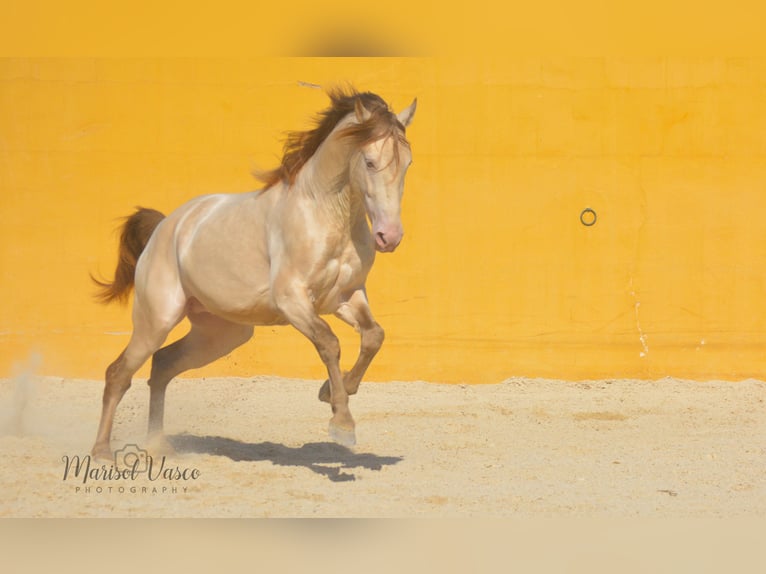 PRE Hengst 5 Jahre 163 cm Perlino in Arcos de la Frontera