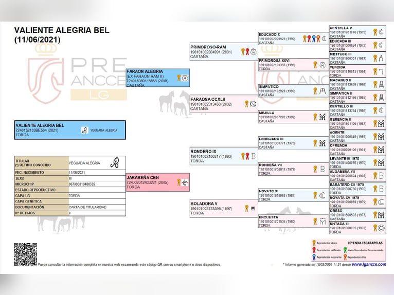 PRE Mix Hengst 5 Jahre 163 cm Schimmel in Rebecq