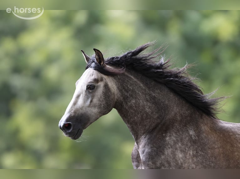 PRE Hengst 5 Jahre 163 cm Schimmel in Rebecq