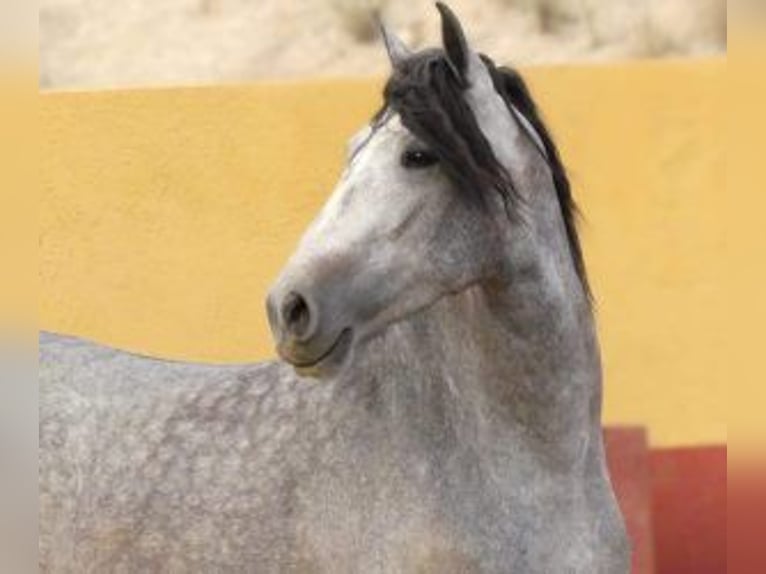 PRE Mix Hengst 5 Jahre 163 cm Schimmel in Alicante