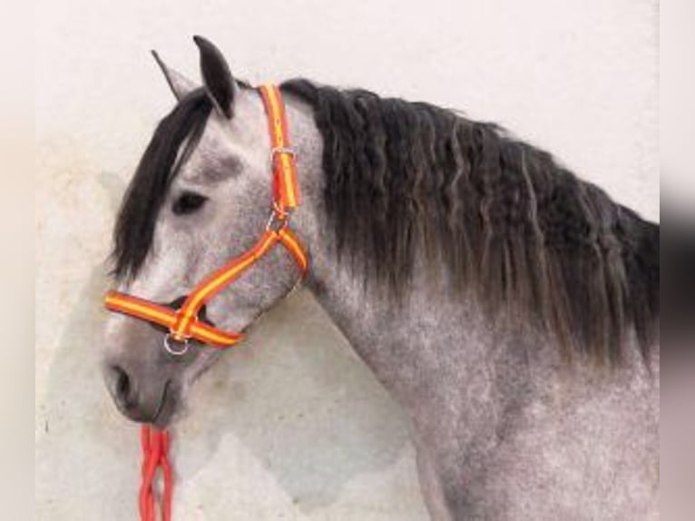 PRE Mix Hengst 5 Jahre 163 cm Schimmel in Alicante