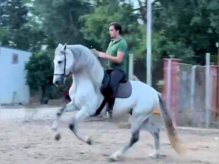 PRE Mix Hengst 5 Jahre 163 cm Schimmel in Sanlucar