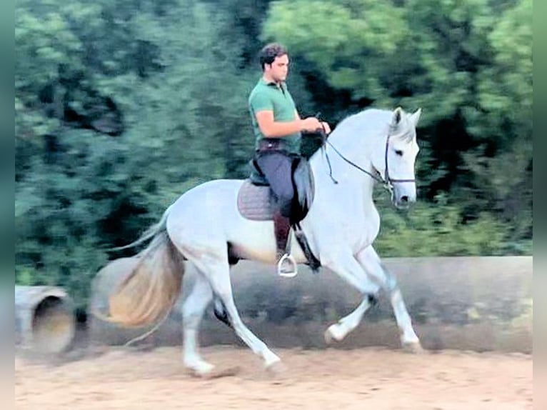 PRE Mix Hengst 5 Jahre 163 cm Schimmel in Sanlucar