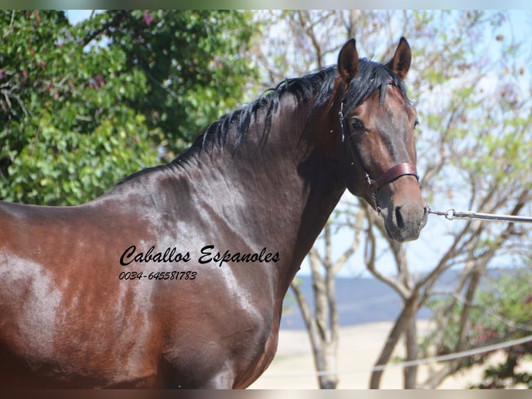 PRE Mix Hengst 5 Jahre 164 cm Brauner in Vejer de la Frontera