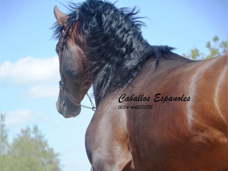 PRE Mix Hengst 5 Jahre 164 cm Brauner in Vejer de la Frontera