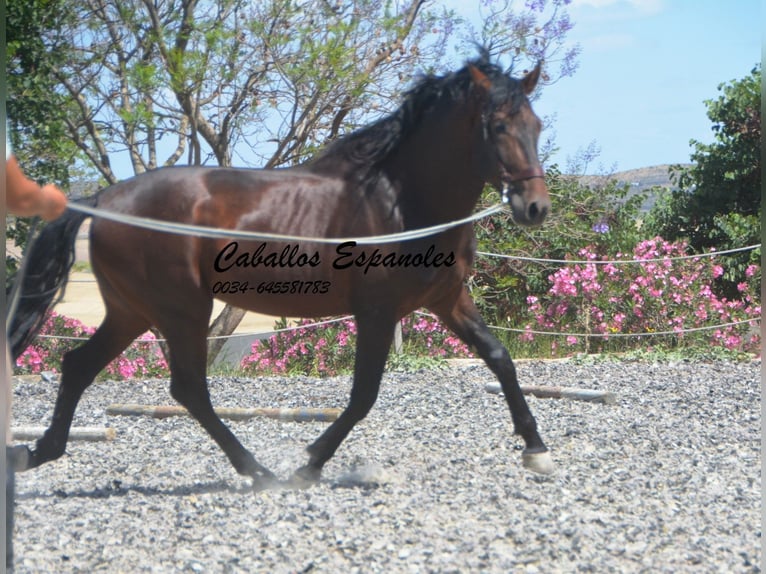 PRE Mix Hengst 5 Jahre 164 cm Brauner in Vejer de la Frontera