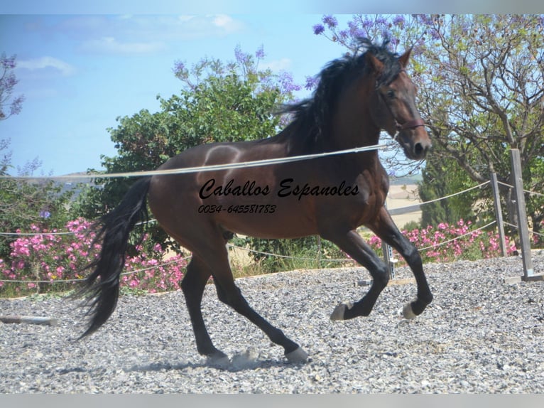 PRE Mix Hengst 5 Jahre 164 cm Brauner in Vejer de la Frontera