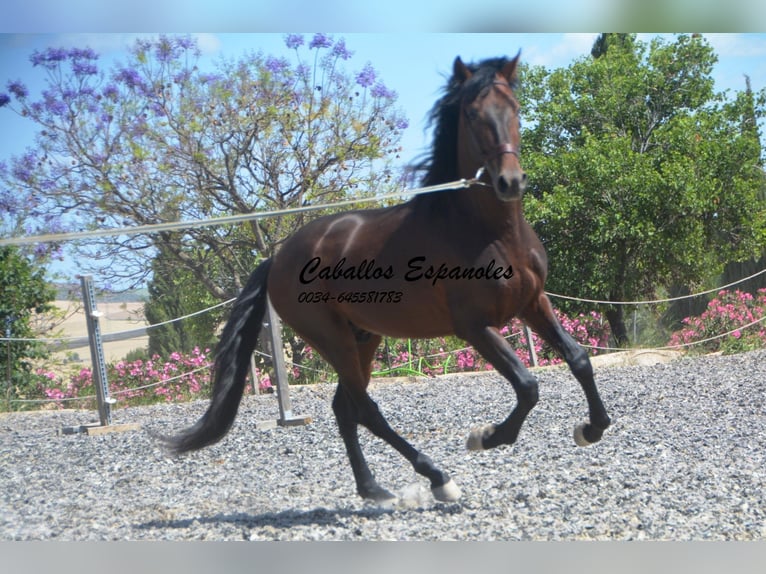 PRE Mix Hengst 5 Jahre 164 cm Brauner in Vejer de la Frontera