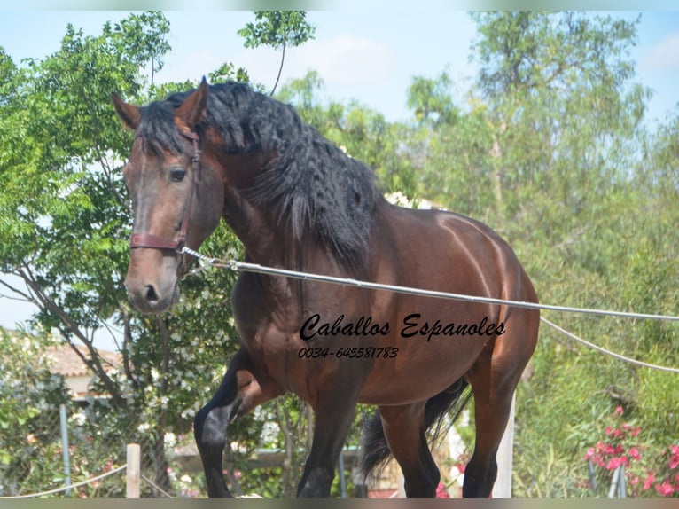 PRE Mix Hengst 5 Jahre 164 cm Brauner in Vejer de la Frontera