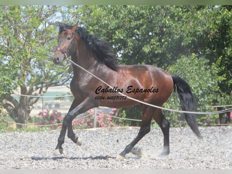 PRE Mix Hengst 5 Jahre 164 cm Brauner in Vejer de la Frontera
