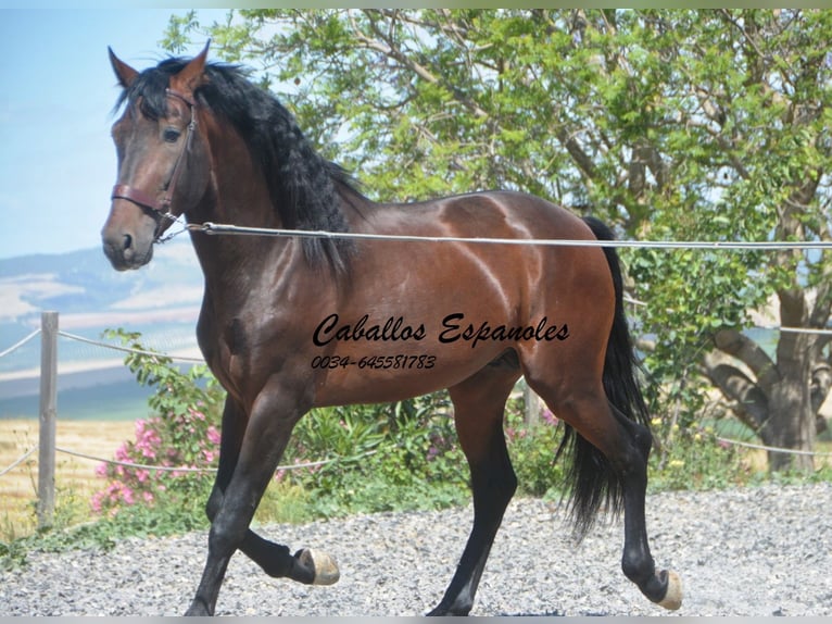 PRE Mix Hengst 5 Jahre 164 cm Brauner in Vejer de la Frontera
