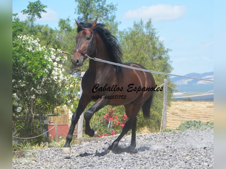PRE Mix Hengst 5 Jahre 164 cm Brauner in Vejer de la Frontera