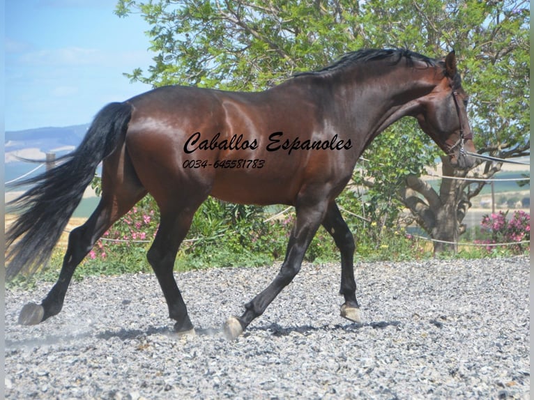 PRE Mix Hengst 5 Jahre 164 cm Brauner in Vejer de la Frontera