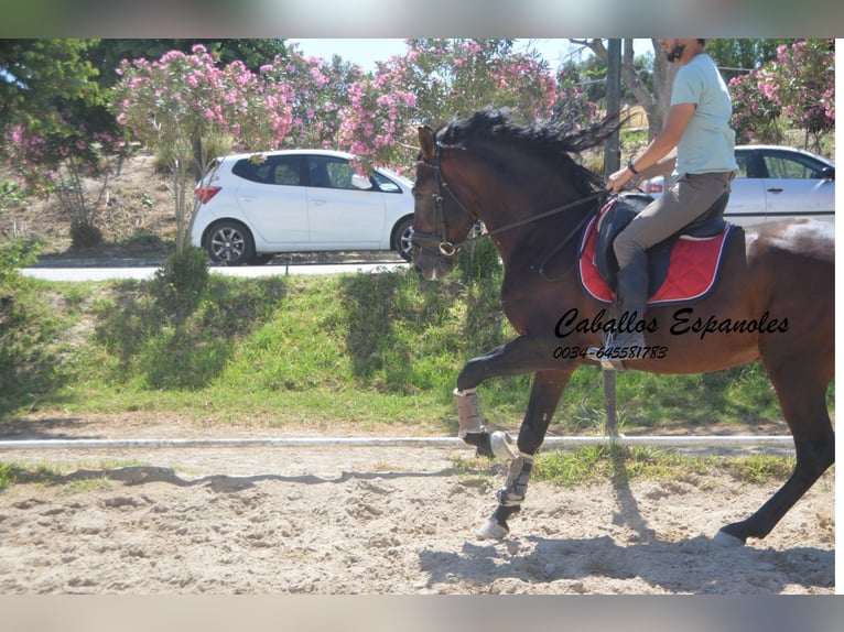 PRE Mix Hengst 5 Jahre 164 cm Brauner in Vejer de la Frontera