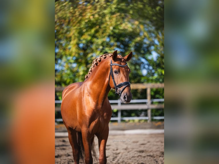 PRE Mix Hengst 5 Jahre 164 cm Fuchs in Poeldijk