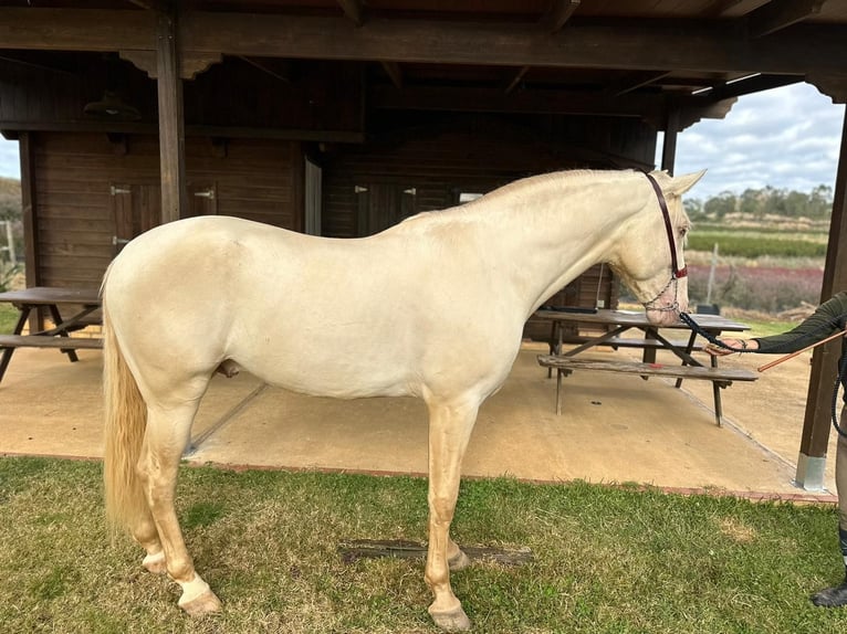 PRE Mix Hengst 5 Jahre 164 cm Perlino in Lepe