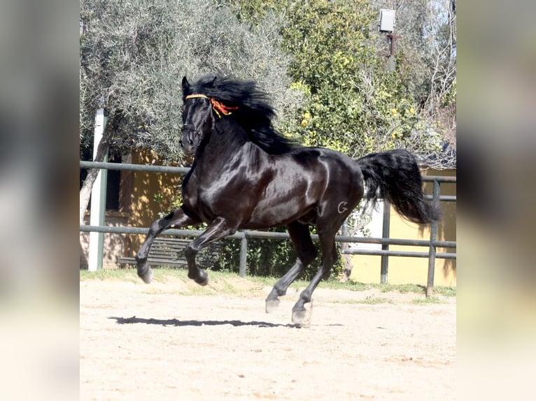 PRE Mix Hengst 5 Jahre 164 cm Rappe in Jerez