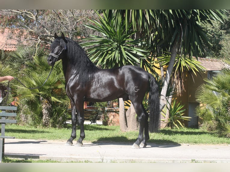 PRE Mix Hengst 5 Jahre 164 cm Rappe in Jerez