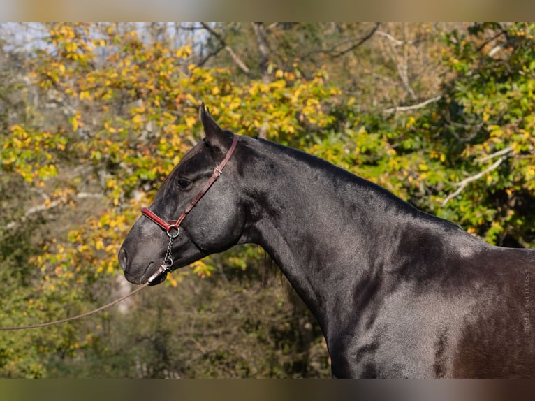 PRE Mix Hengst 5 Jahre 164 cm Rappe in CAUMONT