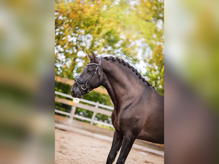 PRE Hengst 5 Jahre 164 cm Rappe in Poeldijk