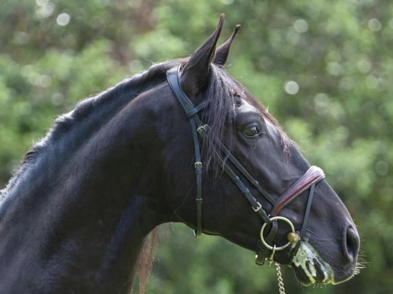 PRE Mix Hengst 5 Jahre 164 cm Rappe in NAVAS DEL MADRONO