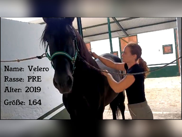 PRE Mix Hengst 5 Jahre 164 cm Rappe in Huelva