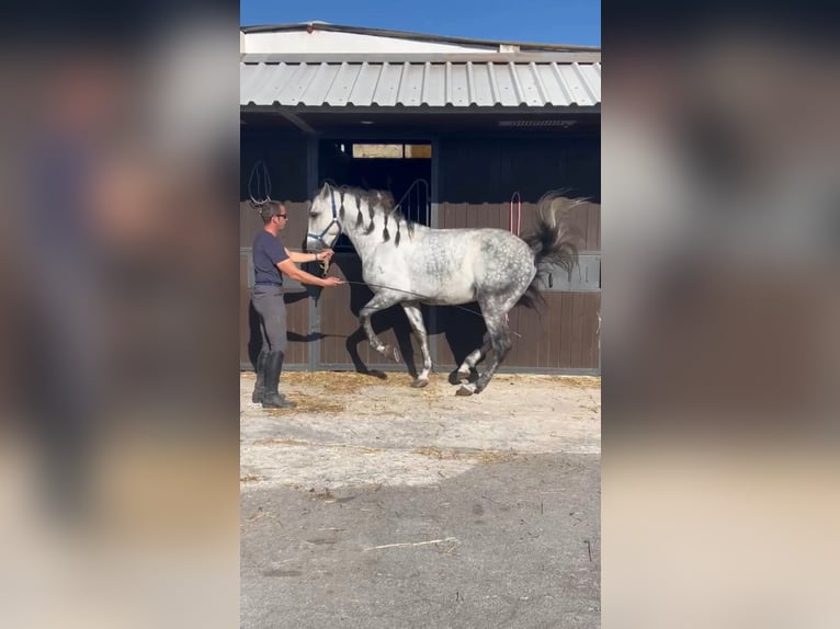 PRE Mix Hengst 5 Jahre 164 cm Schimmel in Vilanova I La Geltru
