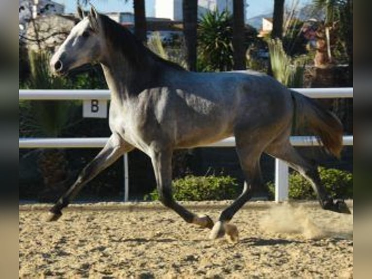 PRE Mix Hengst 5 Jahre 164 cm Schimmel in Gijon