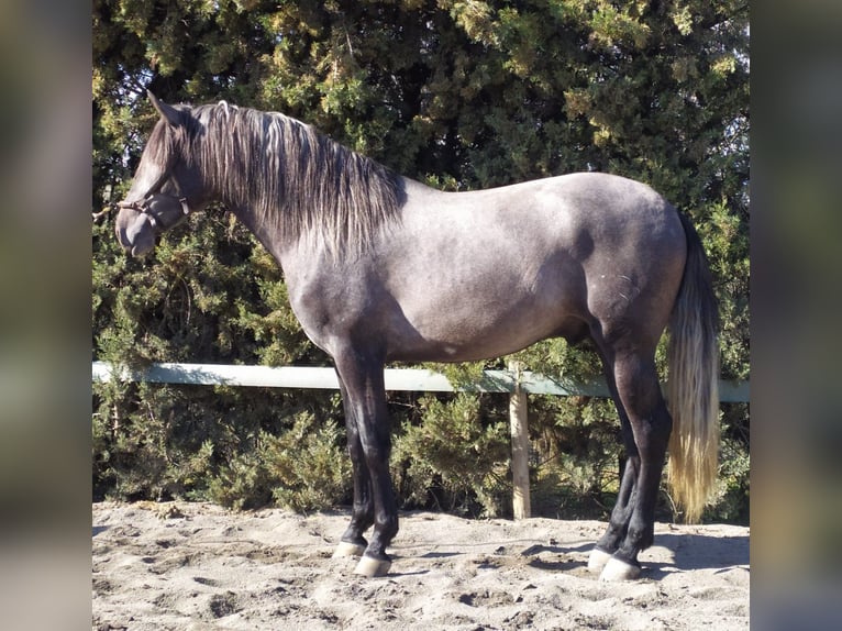 PRE Mix Hengst 5 Jahre 164 cm Schimmel in M&#xE1;laga