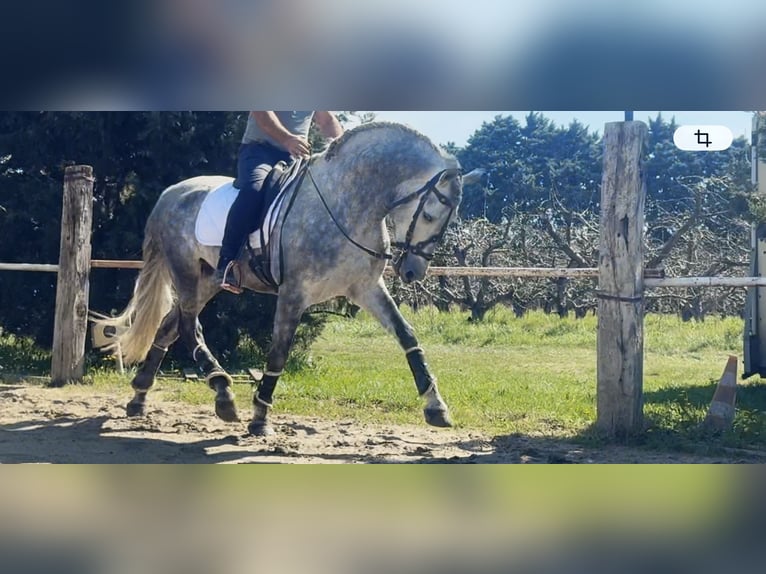 PRE Hengst 5 Jahre 164 cm Schimmel in Caumont-sur-Durance