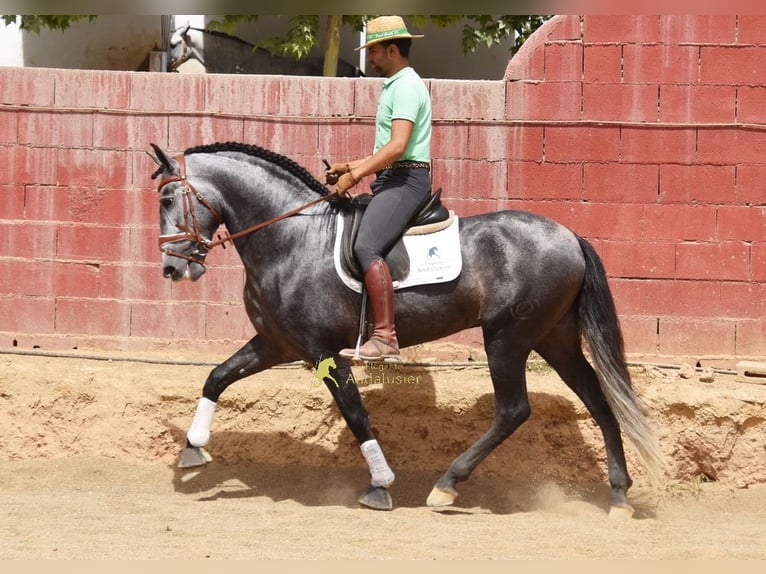 PRE Hengst 5 Jahre 164 cm Schimmel in Provinz Granada
