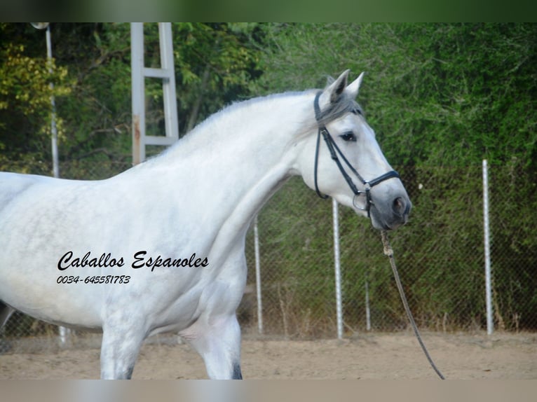 PRE Mix Hengst 5 Jahre 164 cm Schimmel in Vejer de la Frontera