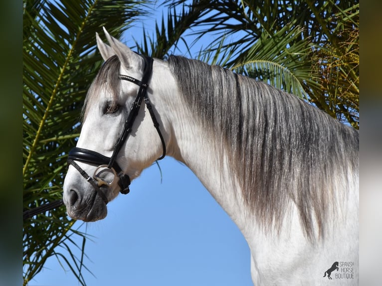 PRE Mix Hengst 5 Jahre 164 cm Schimmel in Menorca