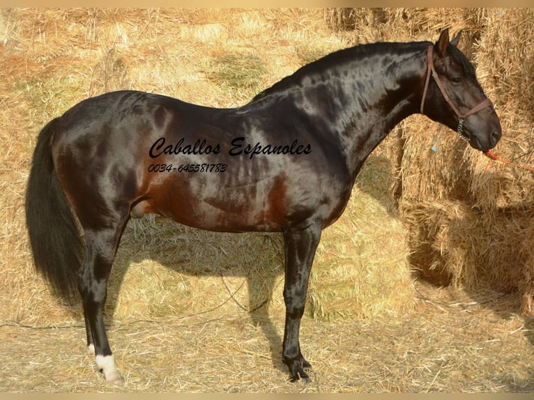 PRE Hengst 5 Jahre 164 cm Schwarzbrauner in Vejer de la Frontera