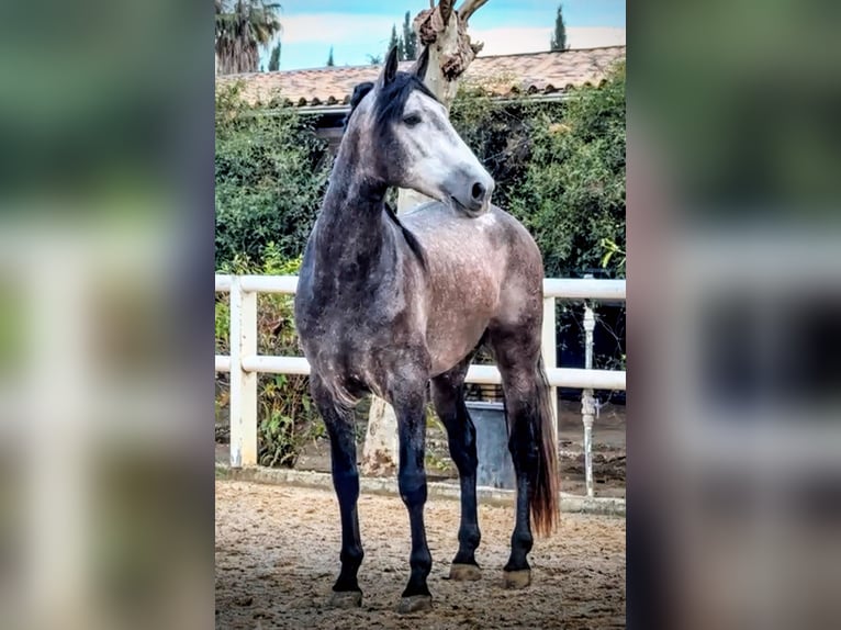 PRE Mix Hengst 5 Jahre 165 cm Apfelschimmel in Sevilla