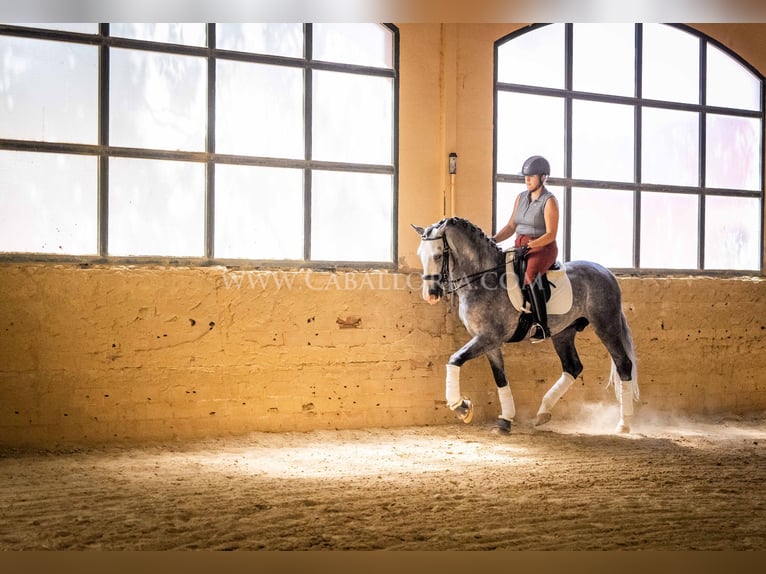 PRE Hengst 5 Jahre 165 cm Apfelschimmel in Rafelguaraf